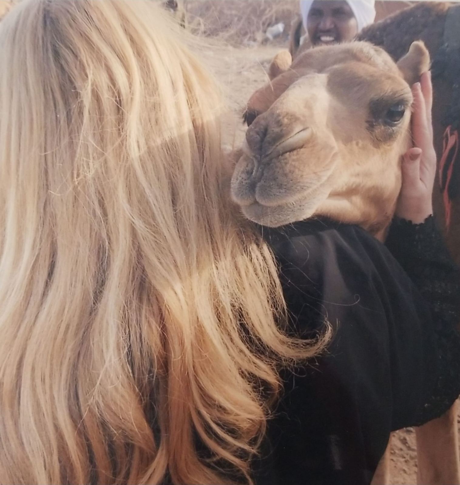 A camel nuzzling a guest