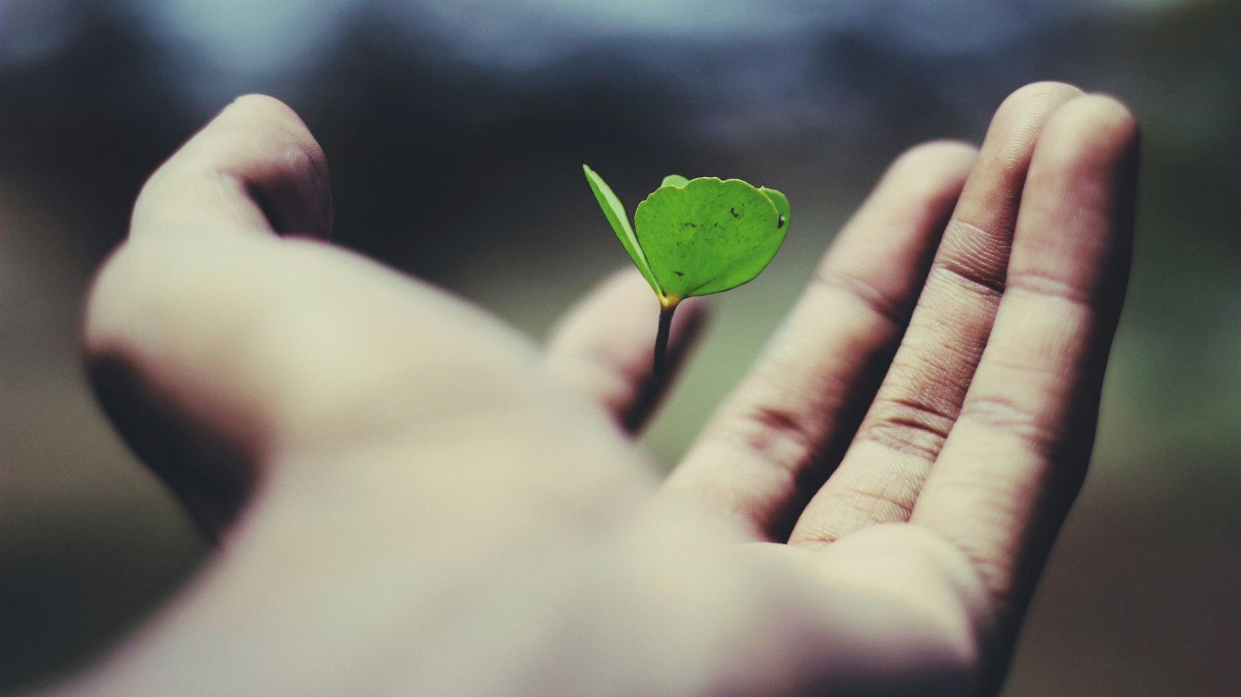 A young seedling held in an open palm